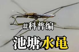 你们哪里叫它什么名字？#百科知识 #科普 #鲁智深 #冷知识视频封面