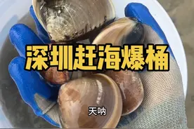 小白深圳赶海｜又是爆桶的一天 在深圳没去赶过海就有点遗憾了 想要去赶海的，这个地方真的对小白超级友好 只要你愿意挖就一定能挖到大大的贝壳哦 今天明天和后天都是大潮巨潮哦 海水退到最低，海货最多 城不我欺，gogogo！！！ 明天继续#赶海 #户外赶海抓海鲜 #深圳