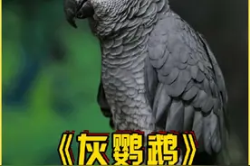 话痨灰鹦鹉，鸟类中的语言专家，仿佛有无数的故事藏在心中。🦜✨#动物科普 #神奇动物在抖音   #可爱 #灰鹦鹉 #内容启发搜索视频封面