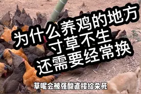 养鸡 散养跑山鸡一般会多个场地轮流换这样样的鸡会更健康！#农村散养土鸡 #返乡创业青年 #养鸡 #三农 #走地鸡视频封面