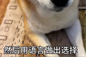 虽然是双语教学，不过有的词只会说英文，不过已经可以用语言表达它一部分想法也是我的初衷#柴犬#狗狗说话#学霸