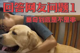 今天来回答网友的问题🙋‍♀️塞奇到底长这么大只到底是不是串呢🥲很认真的回答～不是！🫤#拉布拉多 #有些小狗一看就知道非常乖 #带你认识一只有情有义的狗狗 #拉布拉多香香 #双血统拉布拉多