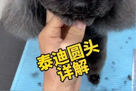 泰迪圆头修剪，时间有点长，这么详细，你学费了么？#萌宠出道计划 #萌宠 #狗狗 #泰迪圆头 #宠物美容
