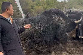 真实记录每一天，黑水又多一头野牦牛👍👍 #记录真实生活 #新农人计划2024 #高原牦牛肉 #野牦牛与家牦牛 #高原牦牛视频封面