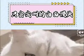 猫妈妈没教我咬人，只叫我大叫啊#小猫#白猫 #宠物 #创作者中心 #创作灵感 #猫咪日常