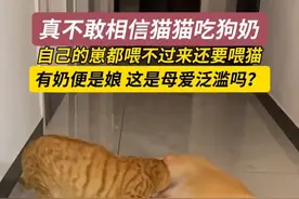 3月24日（发布时间），江苏。狗狗这是母爱泛滥了？竟然让猫猫喝它的奶!#动物的迷惑行为 #猫和狗的故事