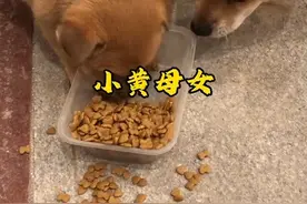 流浪狗小黄和它孩子的逆袭之路，从此过上了幸福的生活。#流浪狗#流浪狗救助 #流浪狗狗的故事视频封面