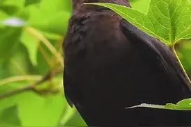 乌鸫如何分辨公母 #养鸟