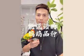 能说话的鹦鹉品种都有哪些，鸟友可以参考一下这个视频 #手养鹦鹉 #鹦鹉小白 #鹦鹉鹦鹉萌萌哒逗鹦鹉