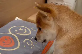 超记仇的狗子真难哄 😂得罪谁也不能得罪王脚脚 #柴犬 #狗子成精了 #万物可爱计划 #宅家治愈记 这是我心爱的狗子视频封面