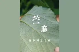 在棉花进入我国之前它一直有着重要的地位，路边的国宝级植物苎麻#植物科普 #苎麻 #你的家乡有这种植物吗 #夏布 #识百草