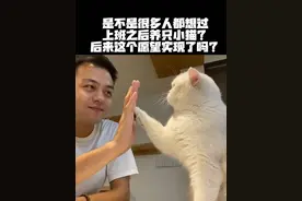 是不是很多人都想过，上班之后养只小猫，后来这个愿望实现了吗？ #万物可爱计划 #宅家治愈记 #被猫猫治愈的瞬间