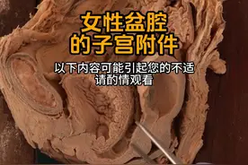 女性盆腔和子宫附件 #医学科普 #人体结构 #人体