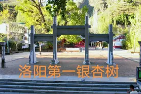 全洛阳最大的千年银杏树！不服来看看！#洛阳 #四季轮回 #银杏树视频封面