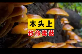 木头上的致命毒菇——盔孢伞属视频封面