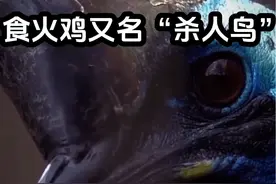 世界上最危险的鸟.食火鸡.又名“杀人鸟.#李忆探险家 #配乐有奖 #在线求三角洲行动资格 #纪录片解说