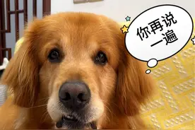 我该怎么跟他解释，螺蛳粉和榴莲的好吃呢？#金毛 #萌宠 #狗狗 #养狗的乐趣 #狗子的迷惑行为视频封面