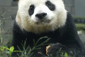 中心老年大熊猫健康状况汇总：高高、白云、美香、添添、跷远视频封面