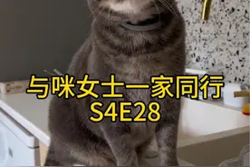 小男猫小女猫有啥不一样 #与咪女士一家同行 #记录猫咪日常 #万物可爱计划 #公猫母猫区别视频封面