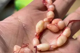 五步蛇初卵 #五步蛇 #蛇类科普 #生物科普视频封面