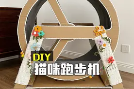 我竟然用几张纸板，就给家里的小猫咪做了一台跑步机。#DIY #猫咪跑步机 #百利冻干双拼粮#百利猫粮#天然百利视频封面