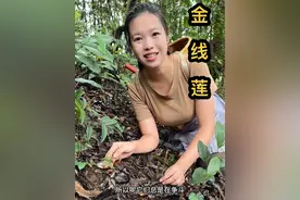 金线莲 又被人称为鸟人参，它喜欢生长在潮湿森林环境，现在它是二级的保护植物，大家只能观看 不能采摘哦 #金线莲 #你的家乡有这种植物吗 #三农 #乡村守护人 #记录我的大山生活