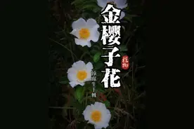 金樱子：全株长满刺，摘花堪比拆炸弹！ #内容启发搜索 #金樱子 #植物视频封面