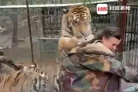 老虎突然扑向女兽医紧抓不放，女兽医拼命抓着护栏抵抗，事后女兽医称自己并未受到伤害，“老虎只是对雨衣感兴趣，想要玩耍。”