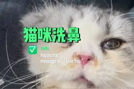 猫咪洗鼻示范。#猫咪 #科学养宠攻略 #兽医