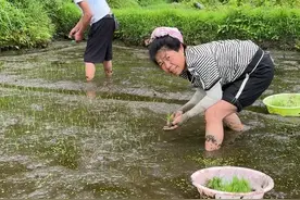 爸爸妈妈你们辛苦了 #插秧季节 #农忙插秧 #我的乡村生活视频封面