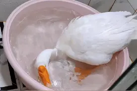 大鹅听起指令来没有一条是含糊的，主打一个精准细，顶流显眼包