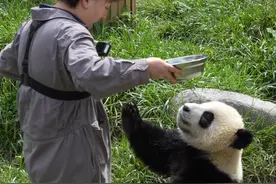 贤贤崽为了喝姐姐的盆盆奶竟然站起来抱着李奶妈的大腿转圈圈😂，其实贤贤崽的盆盆奶已经先喝完了，最后李奶妈被一个笋笋“解救”出来🤣#大熊猫贤贤崽 #被你萌化了 #来这吸熊猫