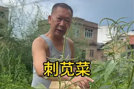 刺苋菜根煲猪大肠、大家有没有听说过，或者还知道其他用处？#民间草药的功效与用法 #三农 #识百草视频封面