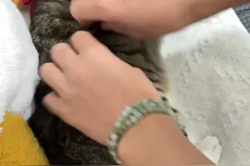 给猫捏背，捏着捏着就上发条了#虎子不是闹闹 #狸花猫 #一种很新的撸猫手法 #狸花猫是神经病吗 #发条猫虎子视频封面