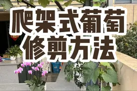 爬架式葡萄修剪方法跟直立式盆栽有一些区别 第一年主杆上尽量保留叶片 架子以下位置侧枝二叶绝后摘心 冬天可以剪光侧枝 架子上面主蔓的侧枝三叶打顶 后面继续发新芽就二叶继续打顶按留下叶片数量322221这样的顺序掐头 冬天将横向主蔓上的侧枝留二个冬芽 将侧枝修剪掉 第二年春天从冬芽发带花穗的新枝条结葡萄 冬天不修剪侧枝第二年很多侧枝不结葡萄  #盆栽葡萄#寒香蜜葡萄#盆栽葡萄苗 #葡萄修剪 #种植小技巧