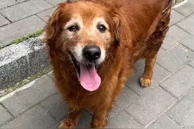 偶遇一只大金毛！它主人好好呀让我摸它。哈哈哈它主人说别人都稀罕它，自己可不稀罕它！哈哈哈它超级超级可爱！我超级超级喜欢它！