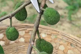 你见过构树的果子吗？农村的小时候常采摘它，六月份果实逐渐成熟 #dou来广东百千万 构树，农村路边常常见到它。夏天，在树上挂着许多红红果子。它的果子由青色逐渐转为红色。它是落叶乔木植物，每年冬天落叶。农村人常采摘它的叶子喂猪。视频封面