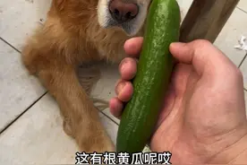 小金毛都被我拐回家七年了，咋还这么调皮呢？ #碰爪就是好朋友啦 #万物可爱计划 #哈喽啊小金毛