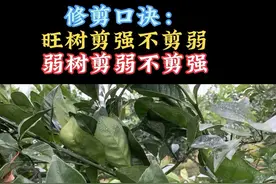 果树修剪口诀：旺树剪强不剪弱，弱树剪弱不剪强 #dou上热门 #抖音助农 #分享农业知识帮农民增产增收 #新农人计划2024视频封面