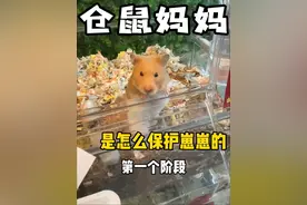 #养鼠日常分享 #白腰金丝熊 #仓鼠生宝宝怎么养 #仓鼠生孩子怎么办 #金丝熊幼崽