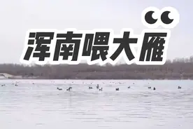沈阳免费遛娃地，户外活动喂大雁。浑河北岸鸟岛附近~有人说是鸿雁，有人说是大鹅，还有说是鹅雁~#沈阳免费遛娃好去处 #沈阳大雁 #沈阳户外遛娃好去处 #沈阳浑河喂大雁 #来浑南不一样视频封面