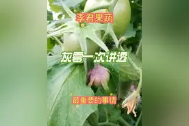 灰霉病一次讲透 #李君果蔬 #灰霉病 #西红柿灰霉病 #病虫害防治 #农业植保知识分享视频封面