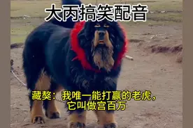 藏獒：我唯一能打赢的老虎，它叫做宫百万#搞笑#搞笑视频