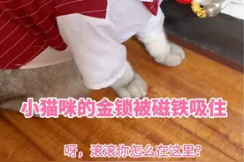 给猫咪买的金锁怎么被磁铁吸住了？#猫咪 #滚滚和抱抱 #萌宠出道计划视频封面