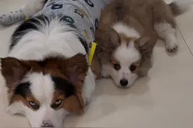 立耳了 #万物可爱计划 #宅家治愈记 #柯基miko #柯基kimi