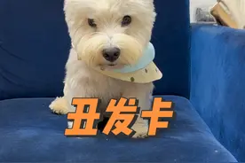 小呆自己竟然知道美与丑了😅这个发夹真的很丑吗？ #万物可爱计划 #宅家治愈记 #西高地 #萌宠 #狗狗视频封面