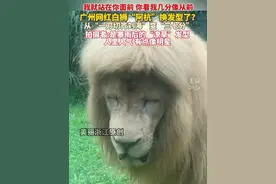 #网红白狮阿杭发型从齐刘海爆改成三七分，网友:人里人气的！（供稿:@喵了个咪咪 )