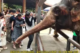 超游中国-云南西双版纳，曼听公园14:50第一场→喂食+表演