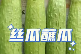 丝瓜蘸瓜技巧！#蔬菜种植技术 #病虫害防治 #寿光蔬菜 #蔬菜基地 #丝瓜种植视频封面