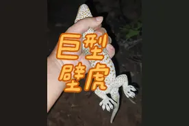 中国最大的壁虎究竟是多大？来看看西双版纳的大壁虎 震惊！！！！这东西性格真的很怪，棍子戳它尾巴没反应，戳它头它就要咬，还会叫，叫声还特别大，蛤蚧是形容它的叫声，大守宫是港台地区的商品名，它的名称还真就直接叫大壁虎啊大壁虎，而且它作为二级保护动物却住在村里墙上成天和当地人互动真是鬼迷日眼#神奇动物在抖音 #蜥蜴 #不可思议 #守宫